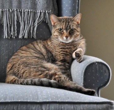 Hazel upholstering a chair
