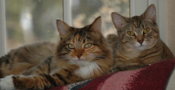 Here are Mollie (left) and Hazel shortly after Hazel was adopted.
