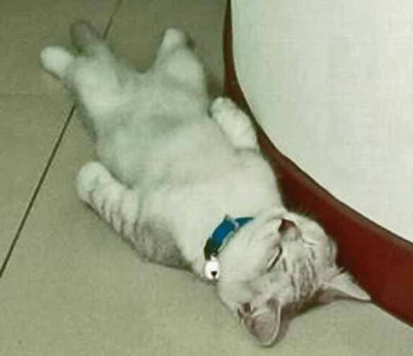 cat laying on back-ed