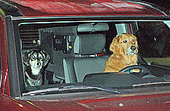 These pups are much better drivers than what I have seen.