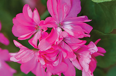 Courtesy of Burpee Seed Company