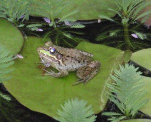 I need me some of that action!