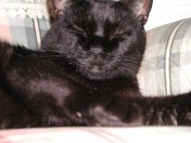 Not now cupcake, I'm napping. You can nudge my business later.