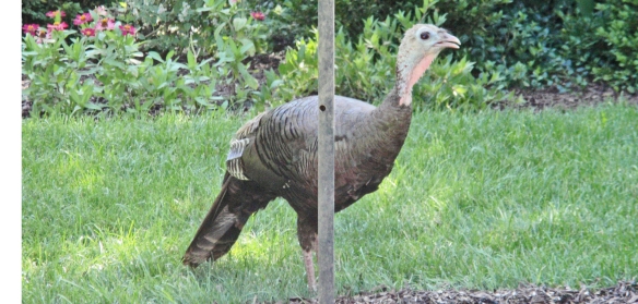 Wild turkey under bird feeder