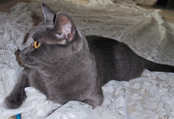 Since I don't have a picture of Suzy and Brody, here is one of Morgan doing boot camp her way.