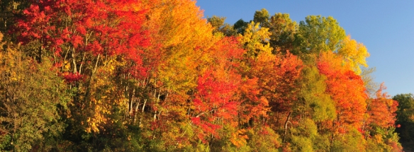 Colorful autumn foliage