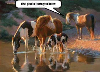 horses at water