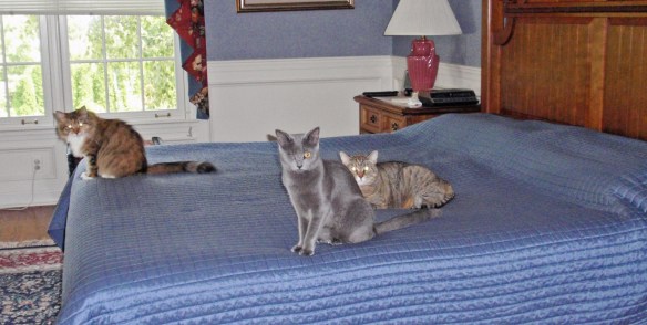 I'm telling you I heard the carrier come out of the closet!