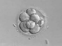 fertilized cell