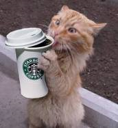 Starbucks cat