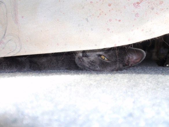 It's me! Did you recognize my paws?