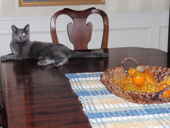 I'm still in training. Is this a place I can sit or maybe not. The human is making funny faces.