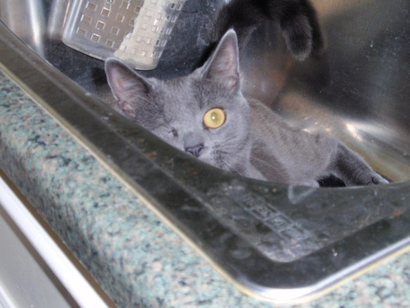 Morgan: How did you find me? I'm the same color as the sink!