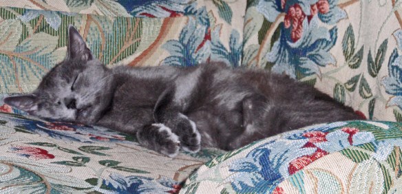 Morgan: It's exhausting being adorable!