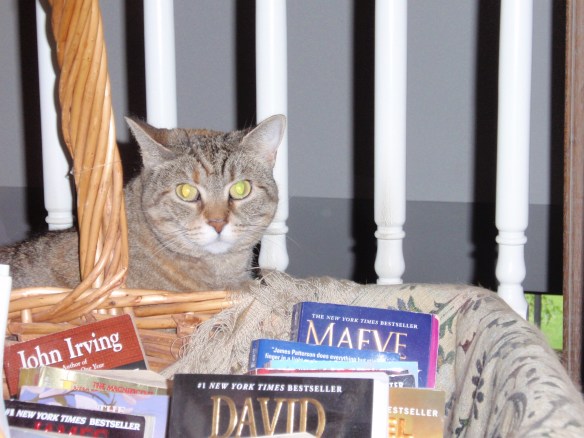 cat with books