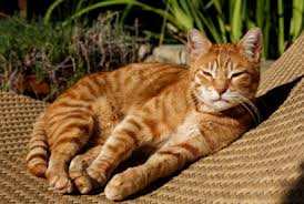 Courtesy of the newscenter at Berkley