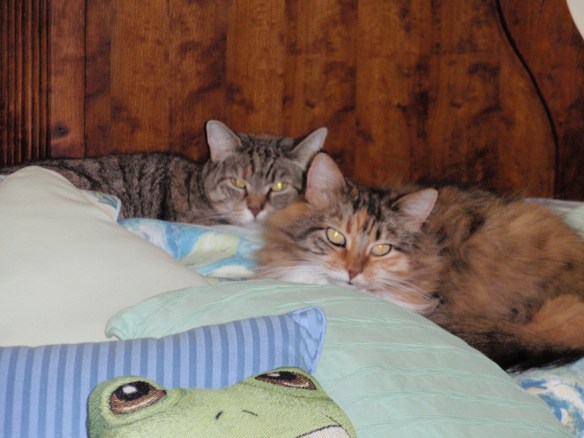 Company coming! I got fur on the pillow. Did you get the bed sheets covered? 