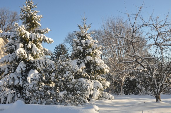 Here is a beautiful snowy backyard.