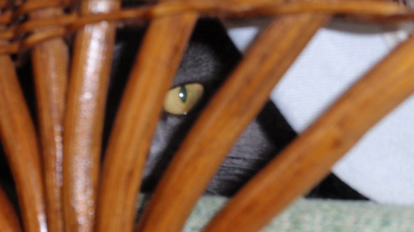 Morgan on chair: Of course it wasn't me. I'm too cute!