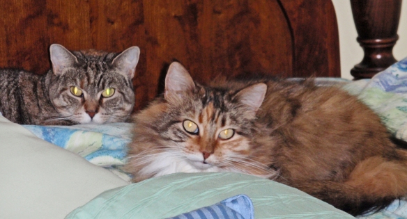Hazel and Mollie on bed: OMG! I think I heard her. She's flying up the steps. Look like you're sleeping!