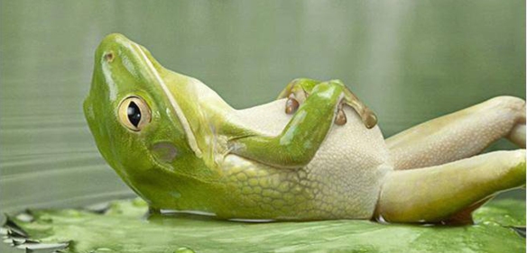frog on back-ed
