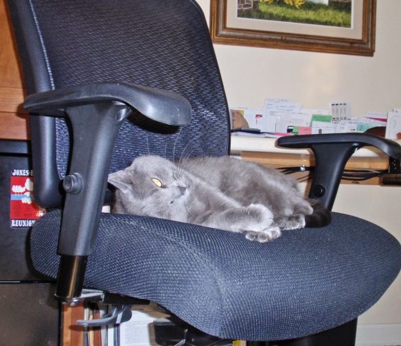 Morgan: Can I have my own office chair instead of a cat tower? You could put some catnip on it!