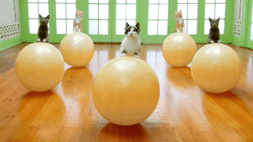cats-exercising-on-yoga-balls