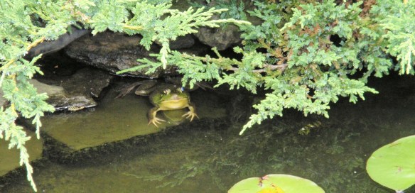 Life is good in my pond!