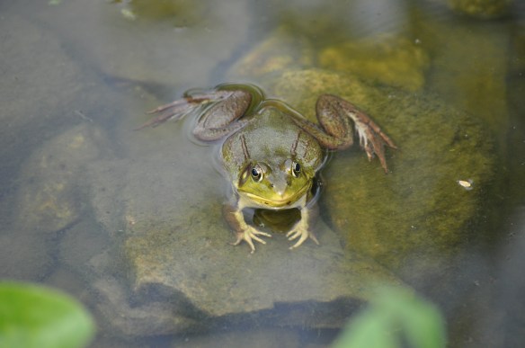 Come out to play, Kate. I have some new tricks for you!