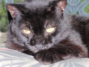 Listen Cupcake, fetch me a beer, willya?