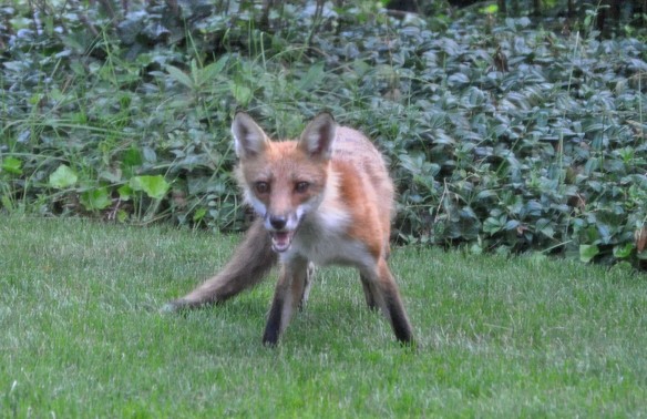 Juvenile fox on the defensive