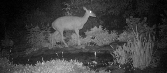 Meet Lily (named by a friend because she eats my water lilies). She is cruising on the stones on the top of the pond.