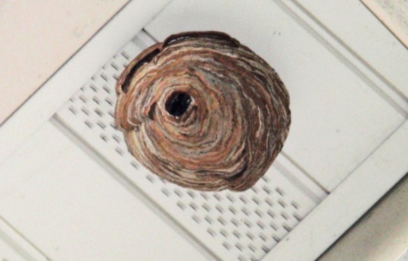 This one is hanging outside a bedroom window.