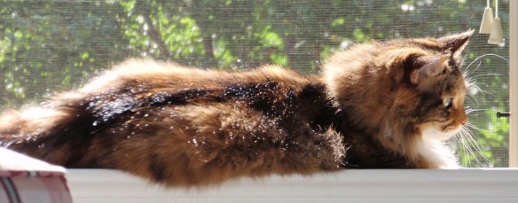 Mollie in sun puddle