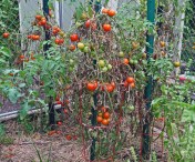 Here are those damn tomatoes that entice me.