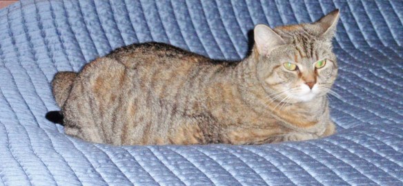 Seriously I'm just big boned.