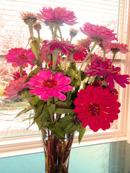 last zinnias of the season