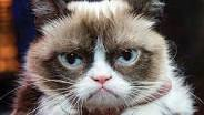 If I was a cat, this is what I would look like. Source: Grumpy Cat