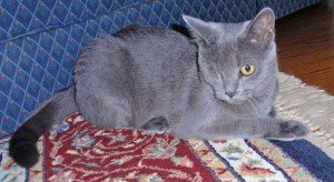 Morgan as the new cat. She has since doubled her size.