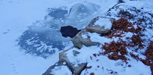 My pond almost frozen over