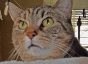 Hazel on top of cat tower