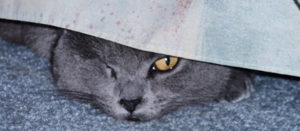 Morgan trying to stay out of the way.