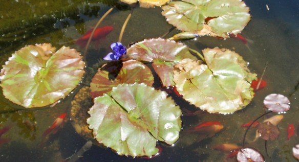 The water lily as it looks in my pond now surrounded by loving fish.