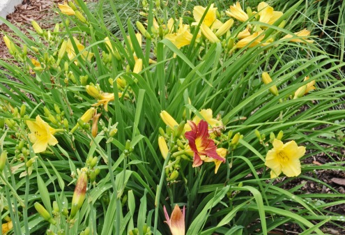 Daylilies in yard