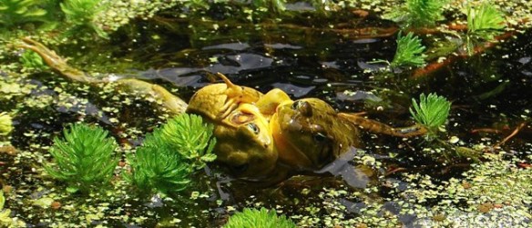 Source: http://awaytogarden.com/frogfight/