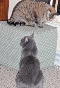 Hazel on her hassock!