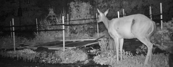 deer with barrier up around pond