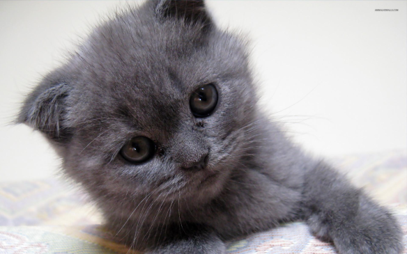 kitten,small from wallpaperest-com