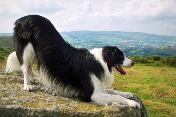 This is truly downward dog. Photo taken by Meg Price of her dog Barney. Courtesy of Flickr
