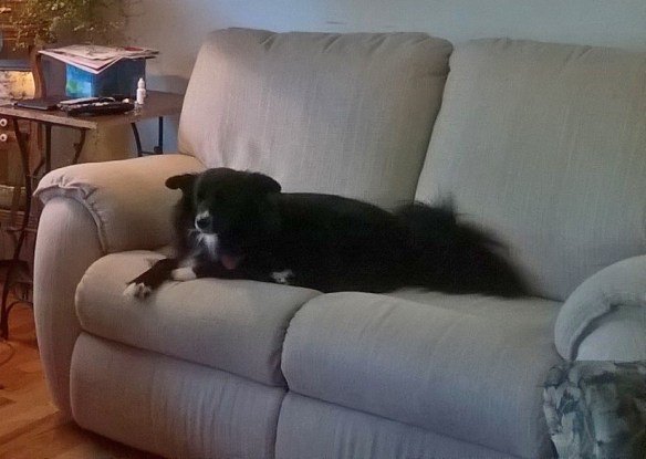 Molly dog enjoying her new sofa